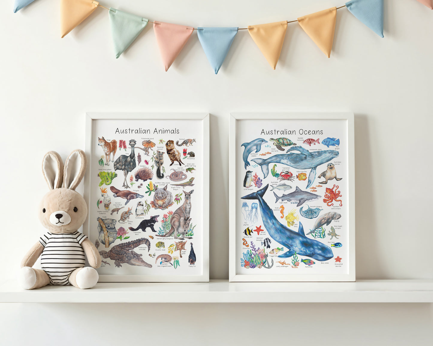 Australian Ocean Animals