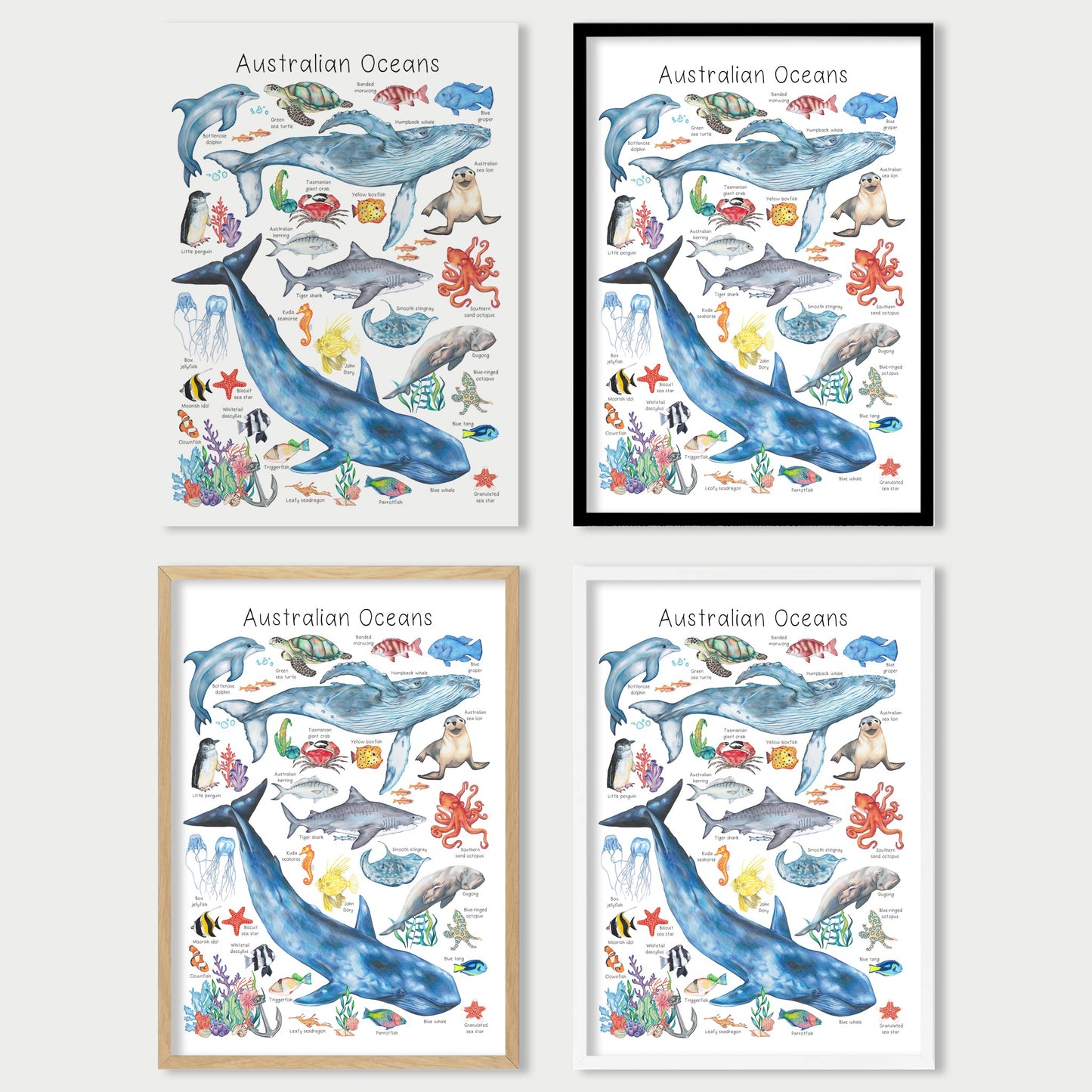 Australian Ocean Animals