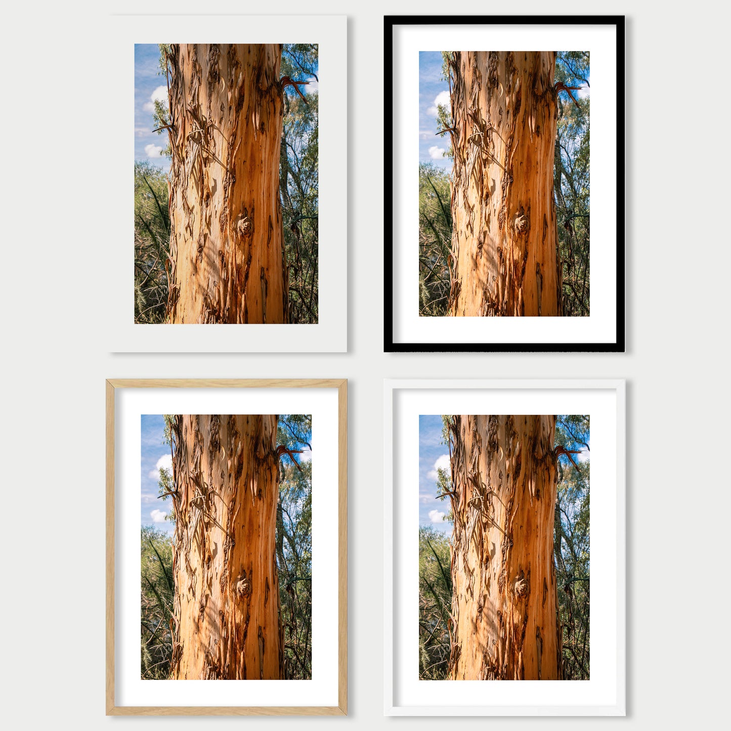 Eucalyptus Bark
