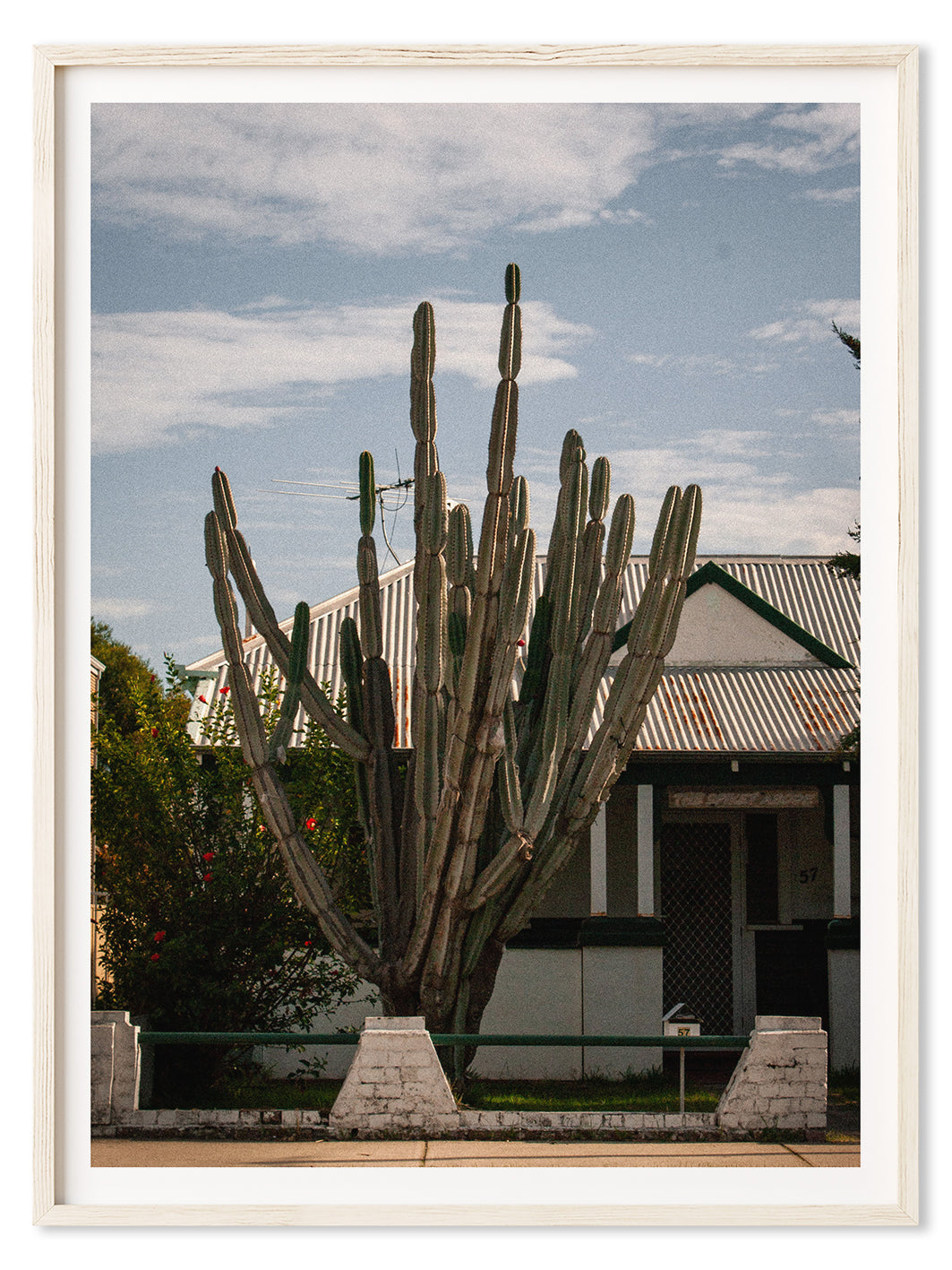 Suburban Cactus