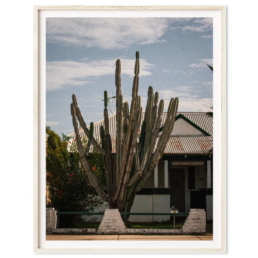 Suburban Cactus