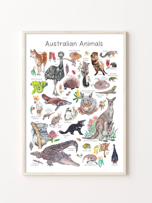 Australian Animals