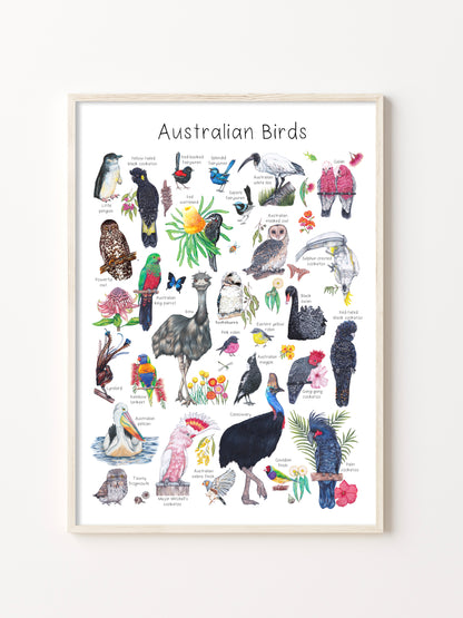 Australian Birds