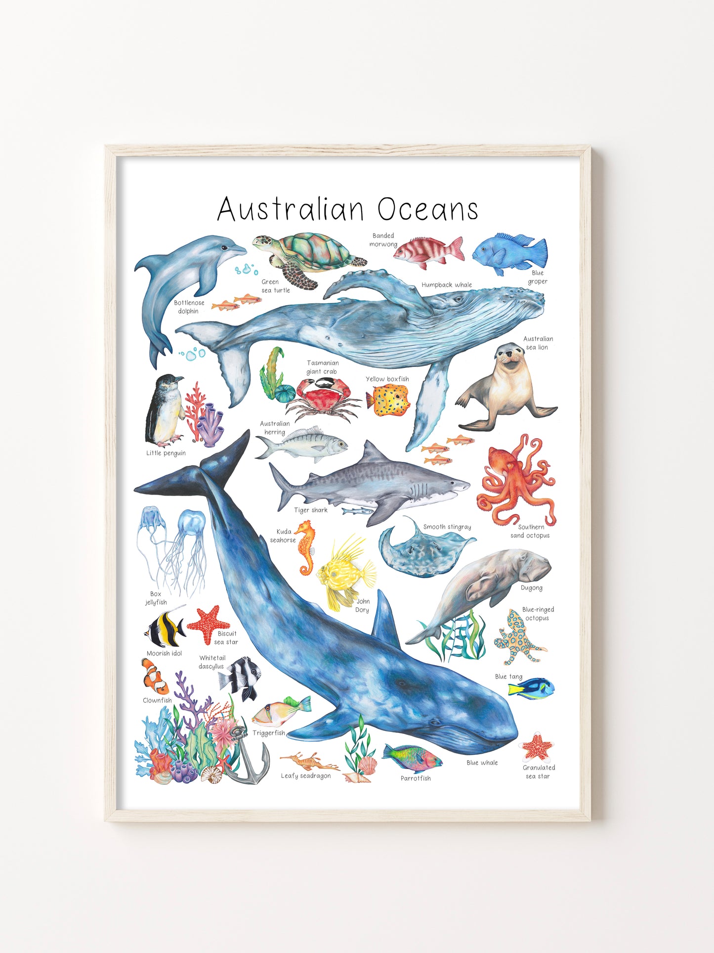 Australian Ocean Animals