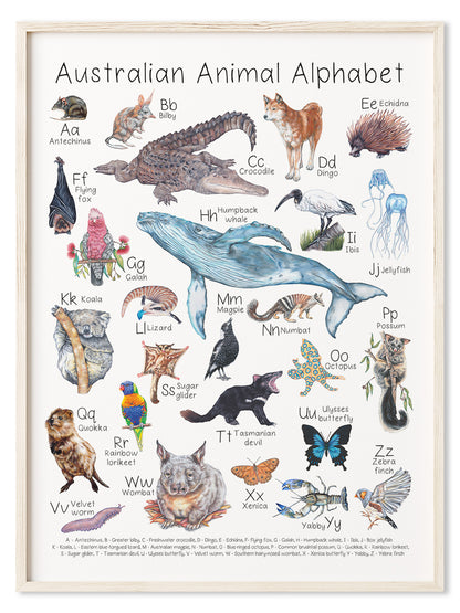 Australian Animal Alphabet