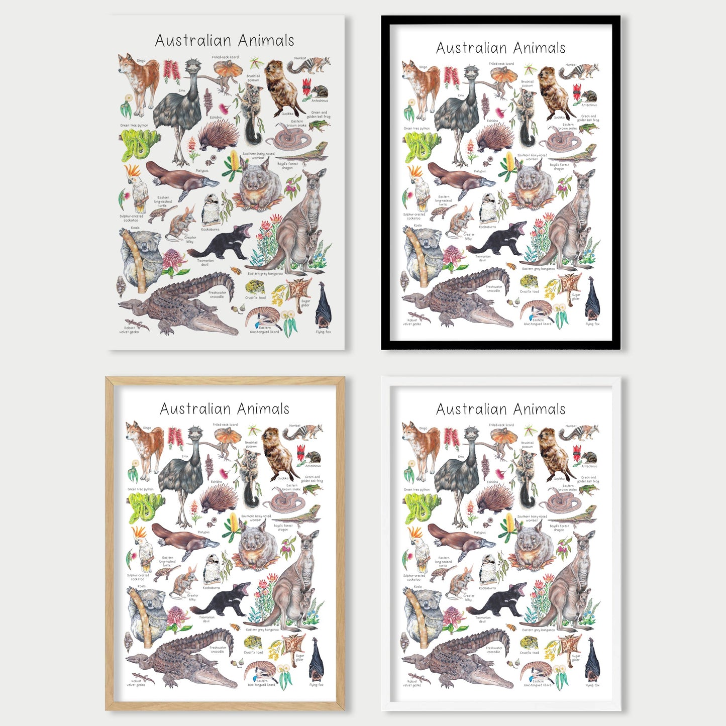 Australian Animal Alphabet