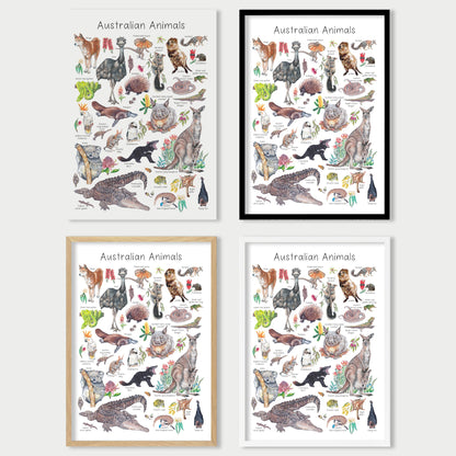 Australian Animal Alphabet