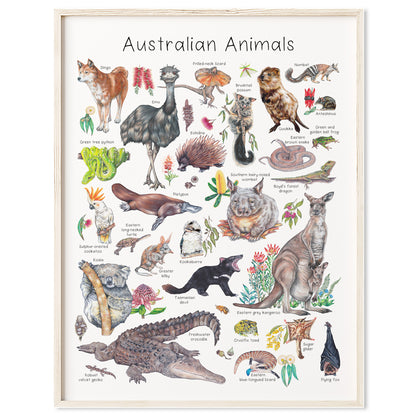 Australian Animals