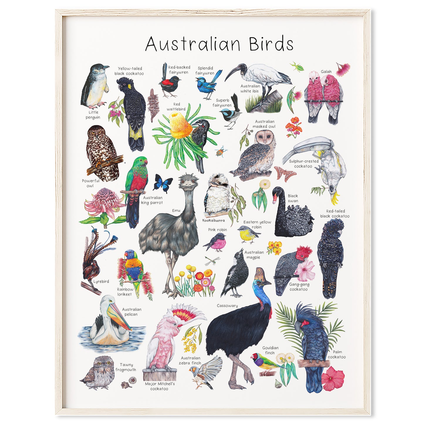 Australian Birds