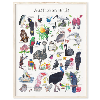 Australian Birds