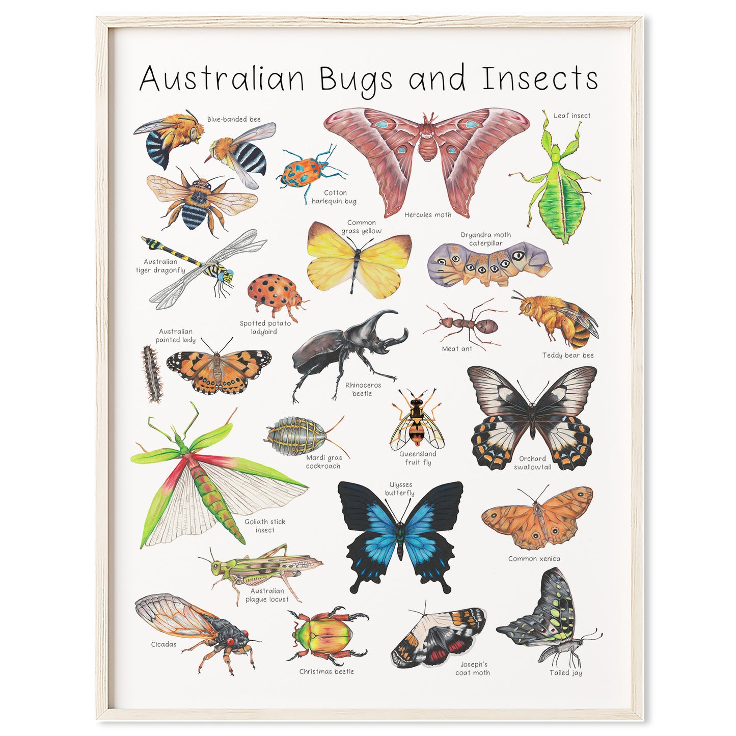 Australian Bugs