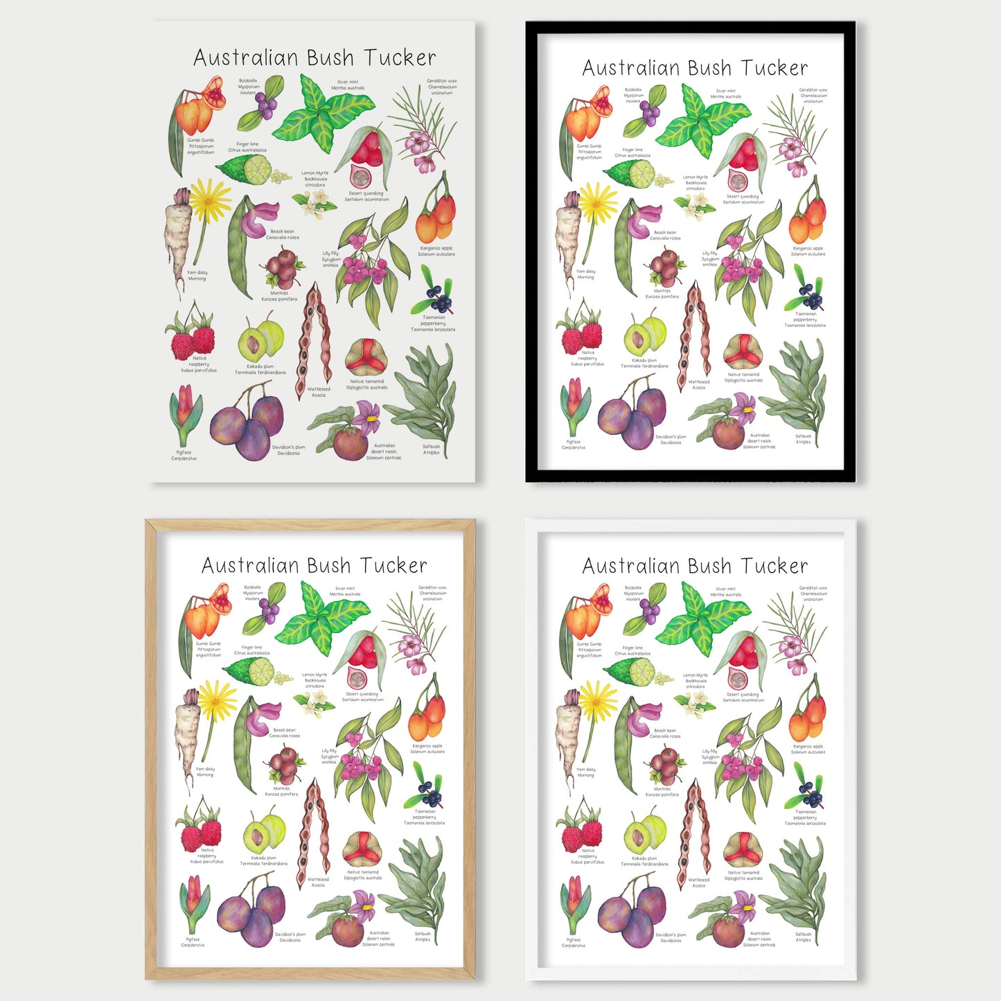 Australian Bush Tucker