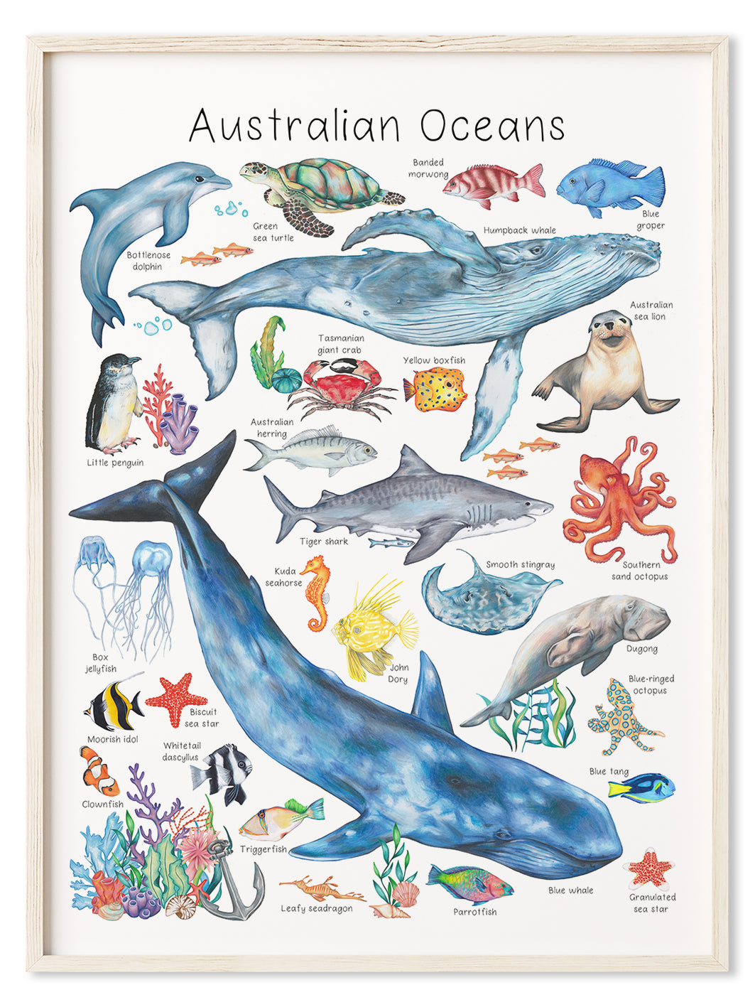 Australian Ocean Animals