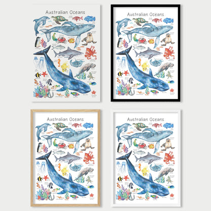 Australian Ocean Animals