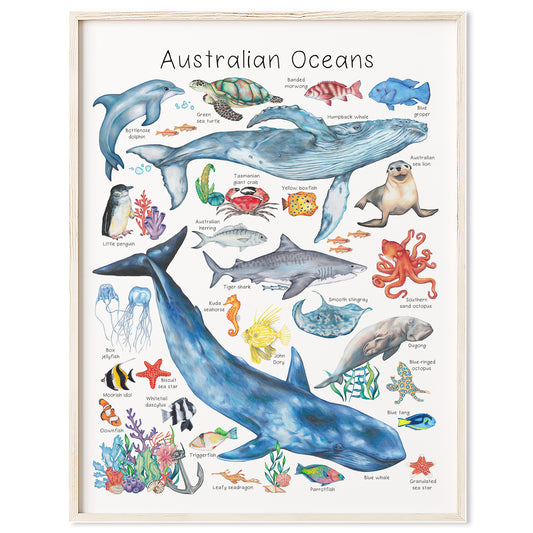 Australian Ocean Animals