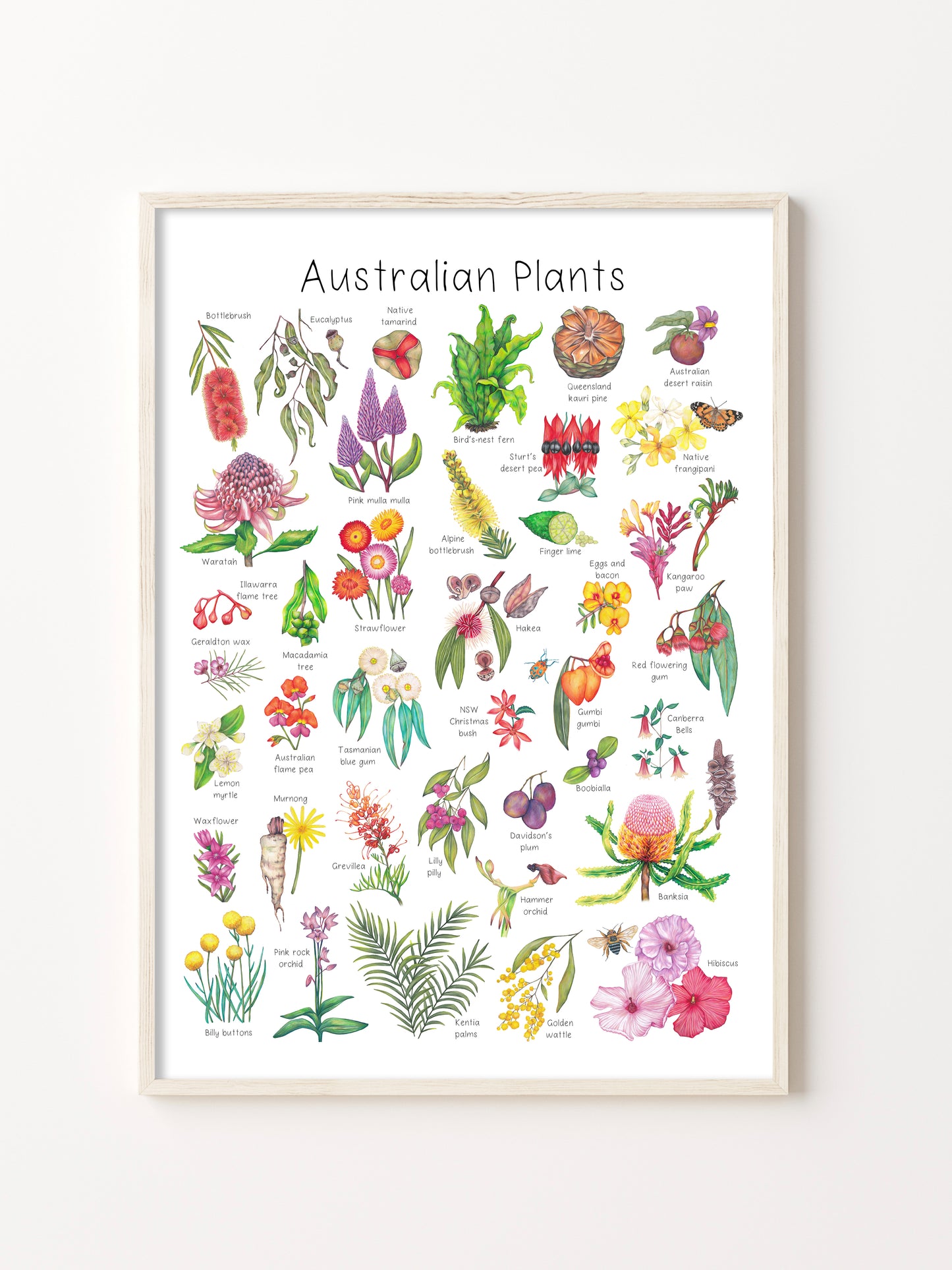 Australian Plants