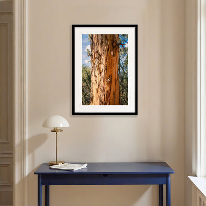 Eucalyptus Bark