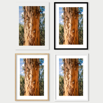 Eucalyptus Bark