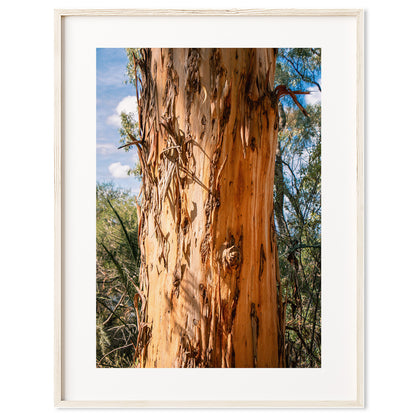 Eucalyptus Bark