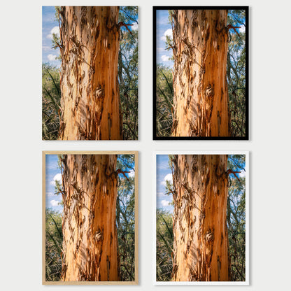 Eucalyptus Bark
