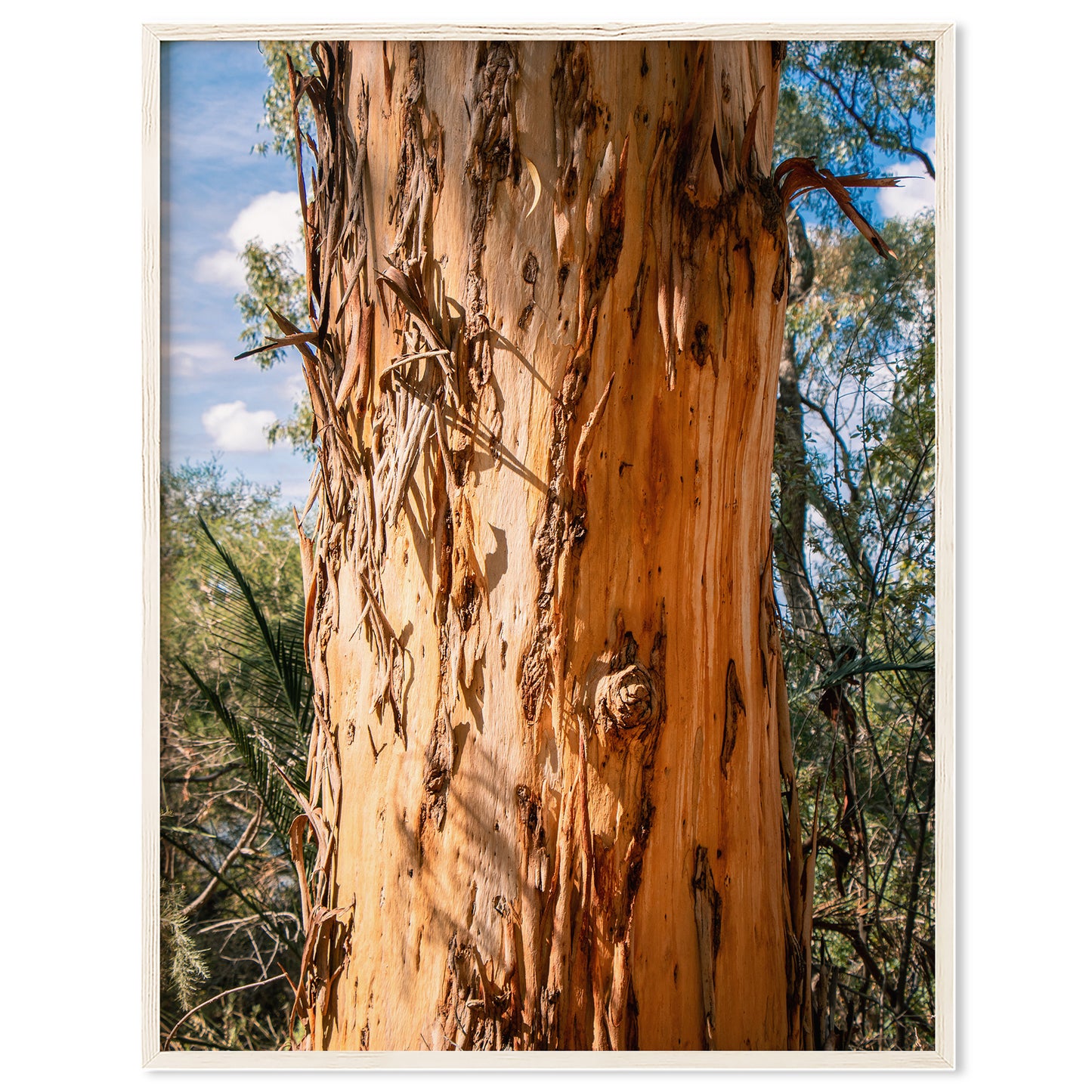 Eucalyptus Bark