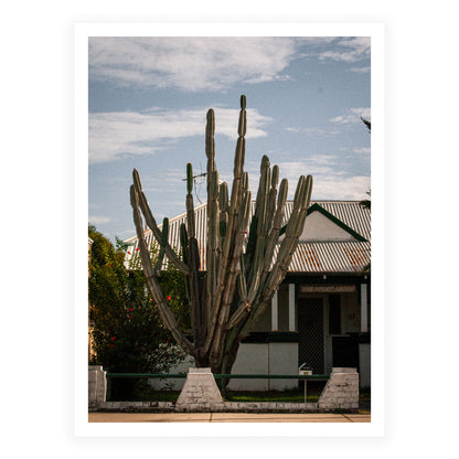 Suburban Cactus