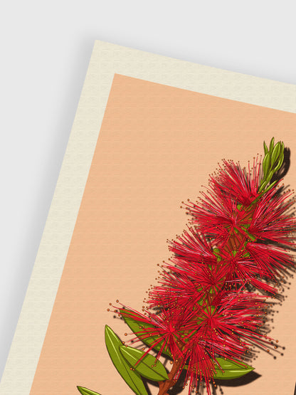 Bottlebrush