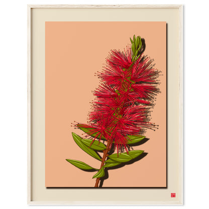 Bottlebrush