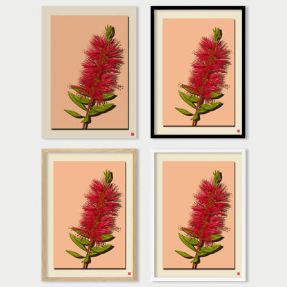 Bottlebrush