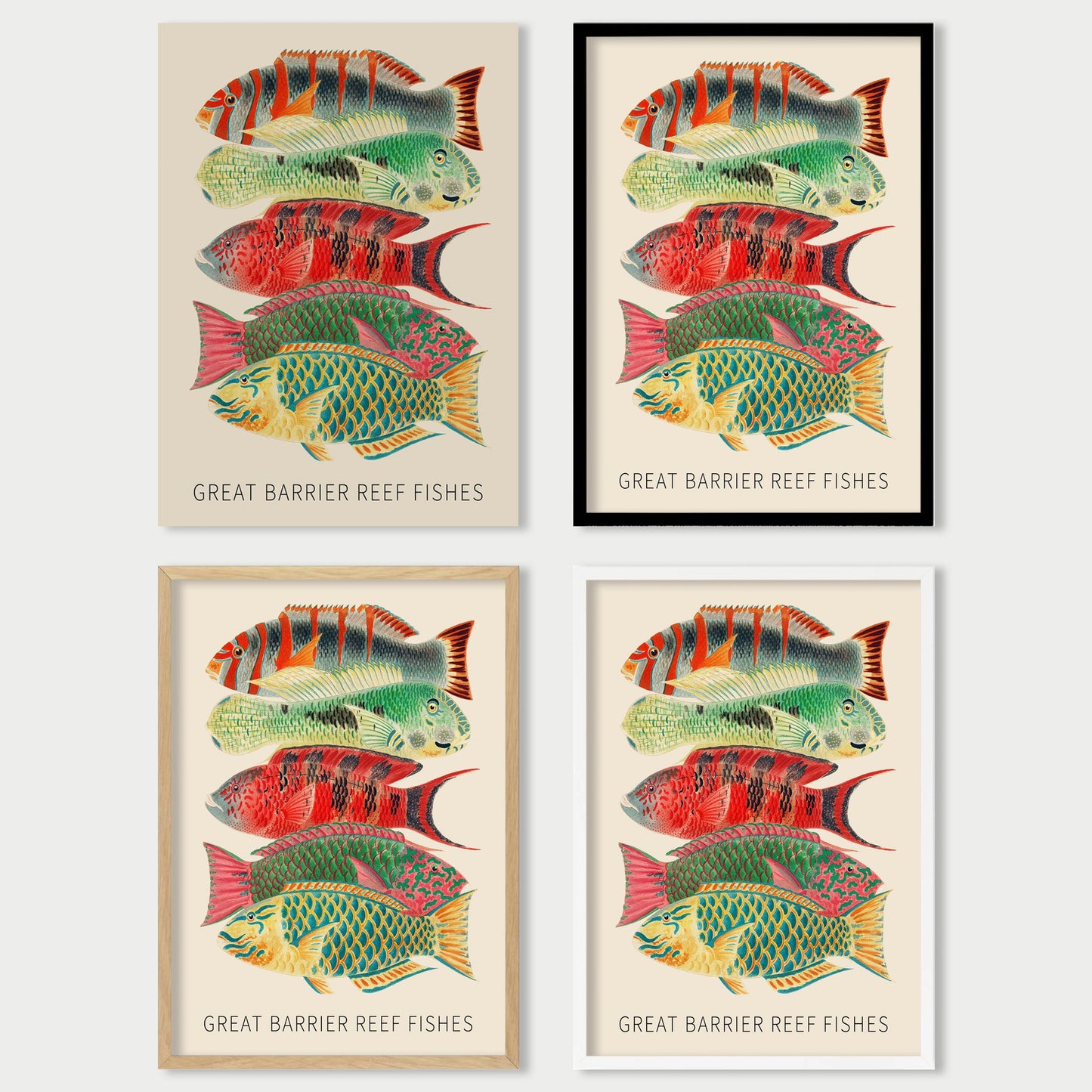 Fishes of the Great Barrier Reef