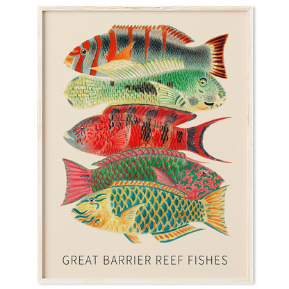 Fishes of the Great Barrier Reef