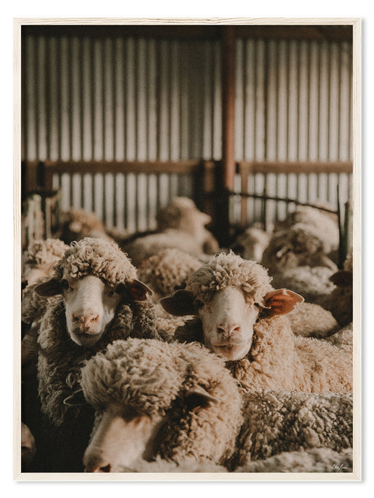 In The Shearing Shed