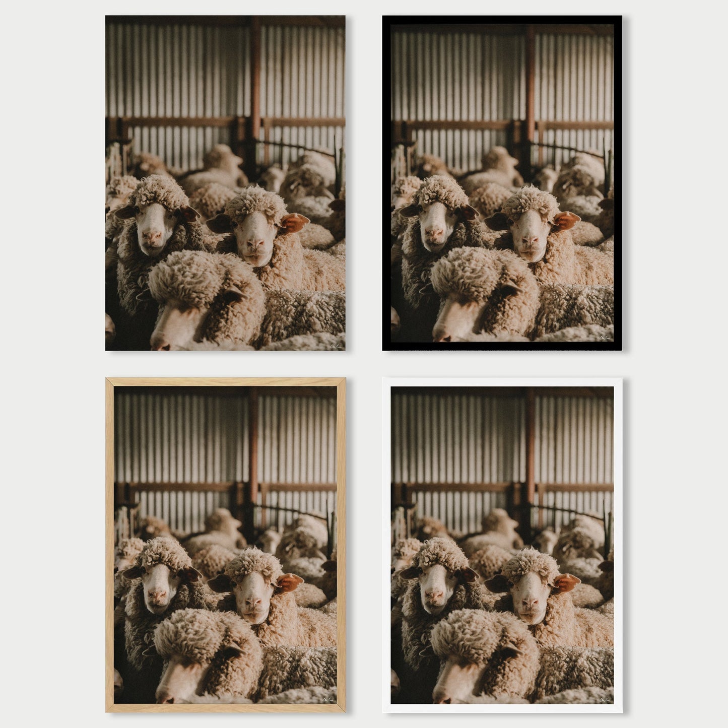 In The Shearing Shed