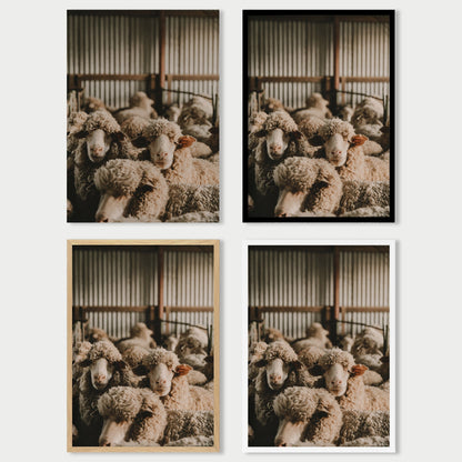 In The Shearing Shed