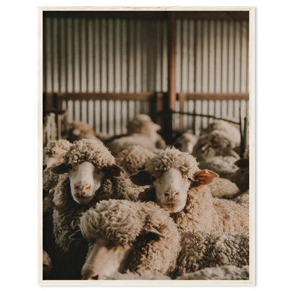 In The Shearing Shed