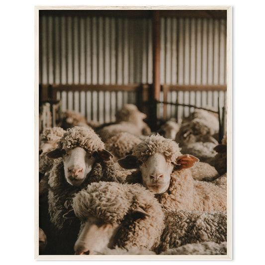In The Shearing Shed