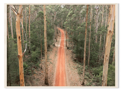Karri Forest