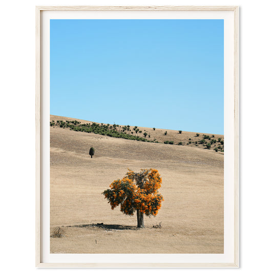 Moodjar Tree