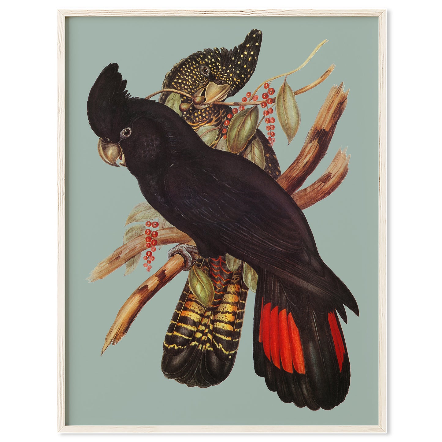 Red Tailed Black Cockatoo