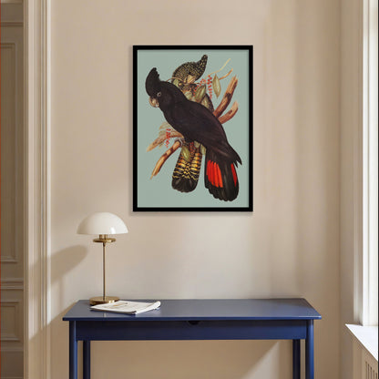 Red Tailed Black Cockatoo