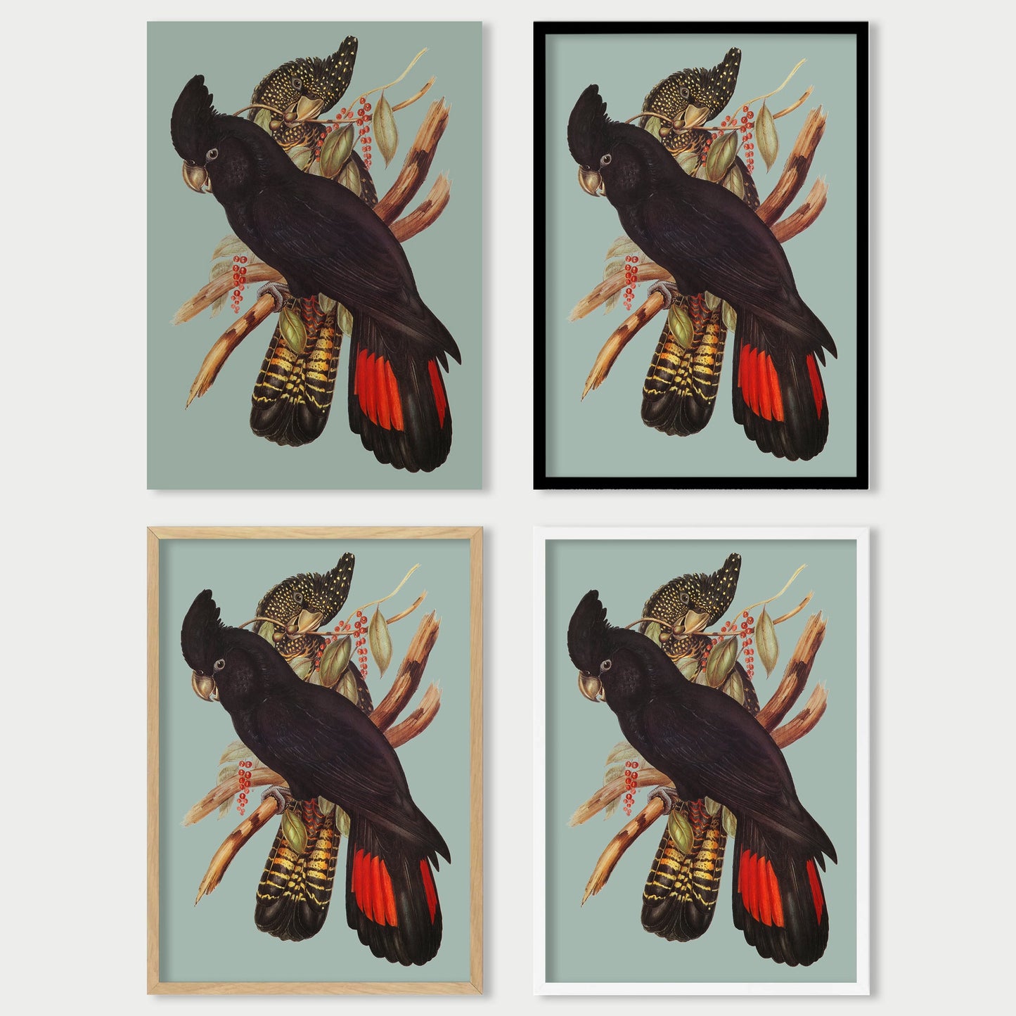 Red Tailed Black Cockatoo