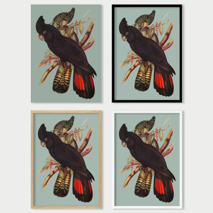 Red Tailed Black Cockatoo