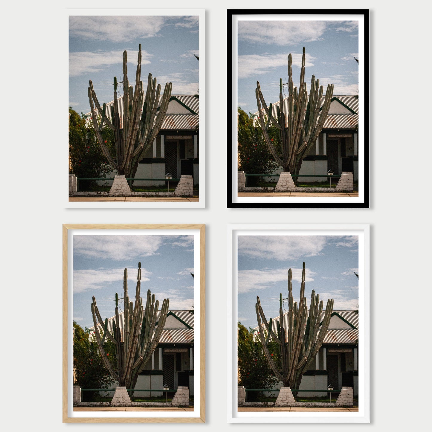 Suburban Cactus