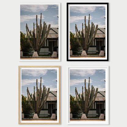 Suburban Cactus