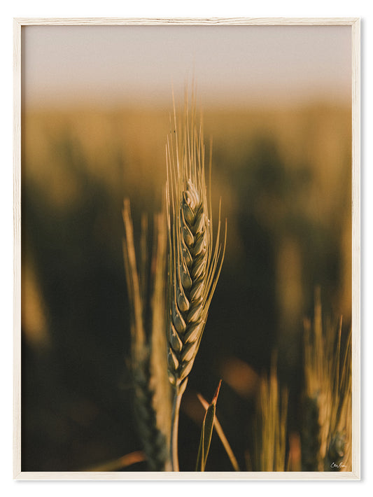 Wheat