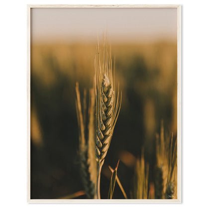 Wheat