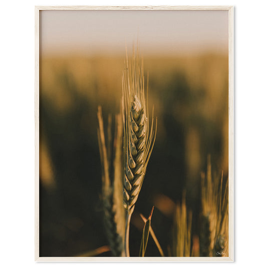 Wheat